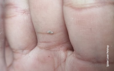 Baby Jumpling Spider Telemunia Dimidate Tanpa Kandang 